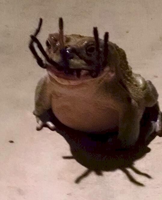 Frog eating insect